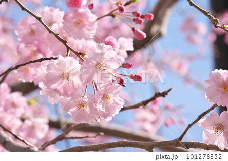 満開のヤエベニシダレ・クローズアップ【花背景・青空背景】 101278352