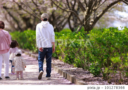 桜の咲く公園を歩く親子 桜の咲く公園を歩く親子 101278366