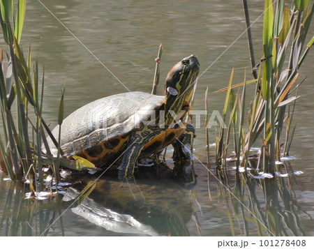 公園にいたカメたち：島にいるカメ（アップ） 101278408
