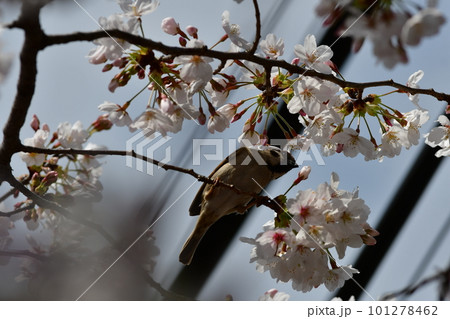 桜　砂押川プロムナード 101278462