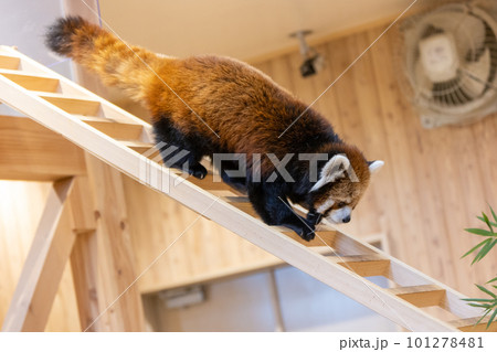 可愛いレッサーパンダ 可愛いレッサーパンダ 101278481
