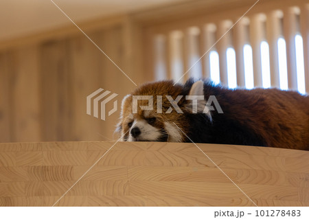 可愛いレッサーパンダ 可愛いレッサーパンダ 101278483