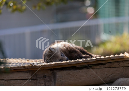寝ているホンドタヌキ 寝ているホンドタヌキ 101278779