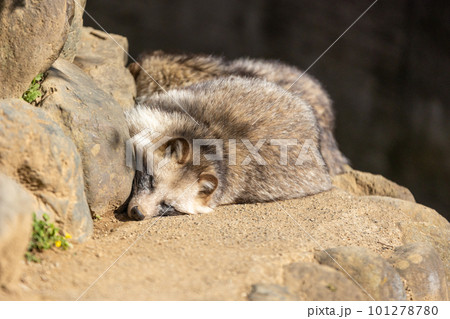 寝ているホンドタヌキ 101278780
