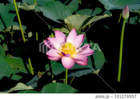 朝日を浴びる蓮の花 101278957