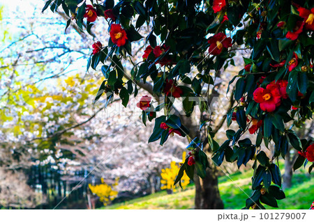 春の風景桜と椿 春の風景桜と椿 101279007