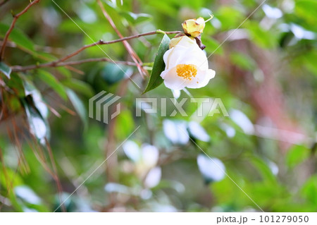 白色　ツバキの花　白玉 101279050