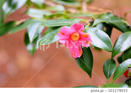 ツバキの花 寒咲赤侘助 ツバキの花 寒咲赤侘助 101279055