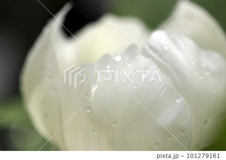 夜露に濡れた透明感のあるカップ咲きの白ヤマシャクヤクの花（マクロレンズ使用・屋外接写画像） 101279161