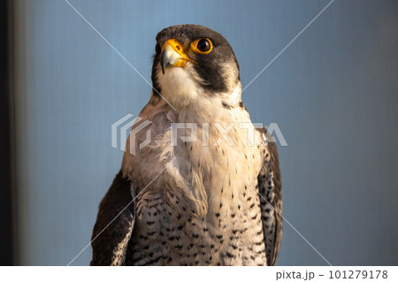 鋭い眼光のハヤブサ 鋭い眼光のハヤブサ 101279178