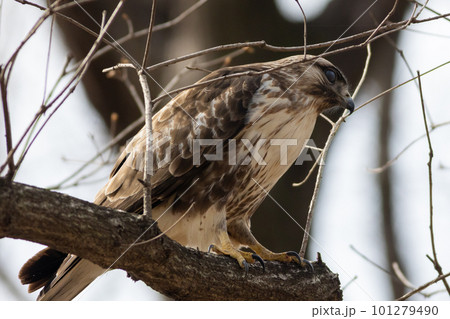 木の枝にとまるノスリ 101279490