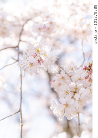春の日差しを浴びる桜 101279589