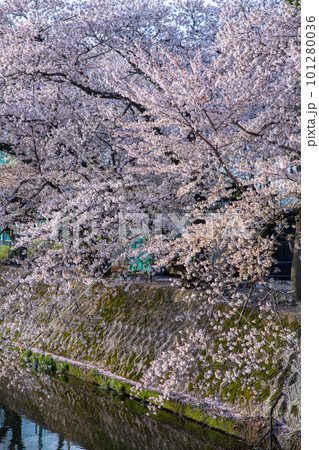 満開のサクラ　新河岸川　川越市初雁公園付近　 101280036