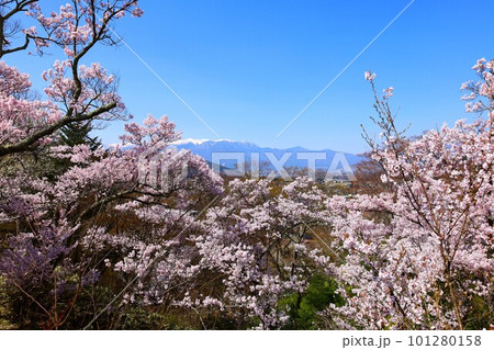 高遠城址公園から臨むタカトウヒガンザクラと中央アルプスの春景色 101280158