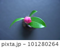 椿の蕾 101280264