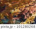 紅葉したもみじ 101280268