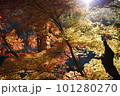秋の深まりを知らせる紅葉 101280270