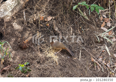カオジロガビチョウ カオジロガビチョウ 101280350