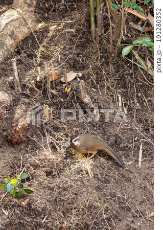 カオジロガビチョウ 101280352