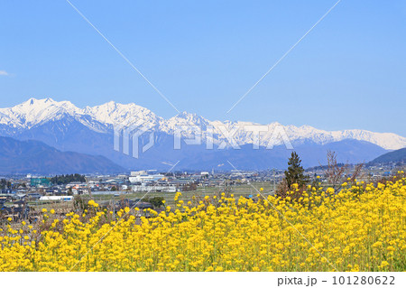 春の安曇野　菜の花と北アルプス 101280622