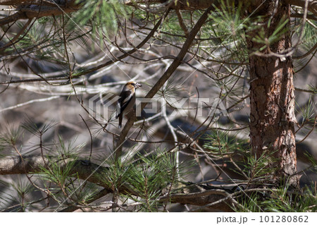 木にとまるシメ 101280862