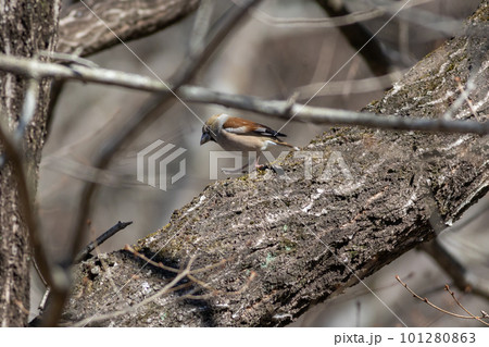 木にとまるシメ 101280863