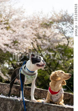 満開の桜の下でお座りするダックスフンドとボストンテリア 満開の桜の下でお座りするダックスフンドとボストンテリア 101280928