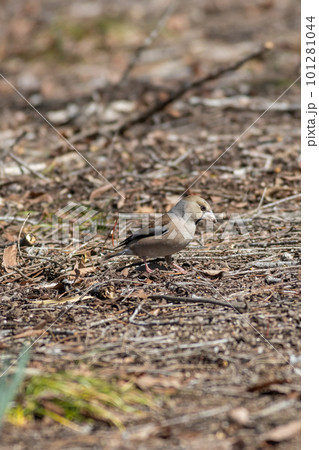 地面に降りてエサを探すシメ 101281044