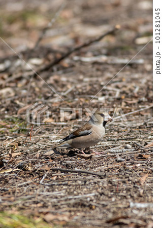 地面に降りてエサを探すシメ 101281045