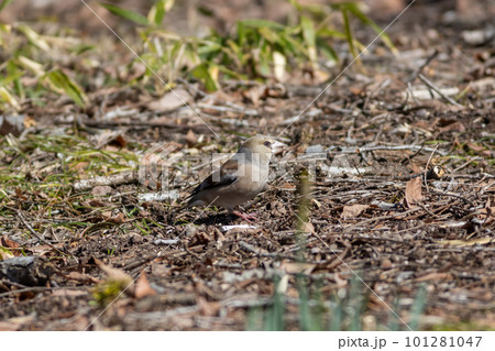 地面に降りてエサを探すシメ 101281047