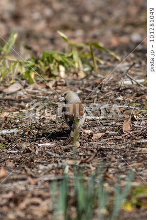 地面に降りてエサを探すシメ 101281049