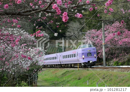 花桃咲く　花桃の里を行く　381系スーパーやくも色　特急やくも号　伯備線 101281217