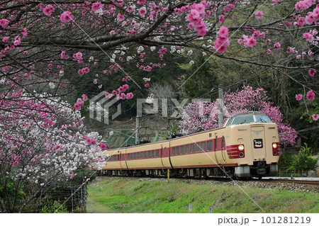 花桃咲く花桃の里をゆく　381系国鉄色JNRマーク付　伯備線　方谷～備中川面 101281219
