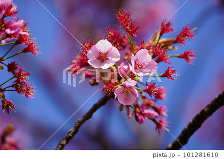 ヨコハマヒザクラ ~横浜公園~ ヨコハマヒザクラ ~横浜公園~ 101281610