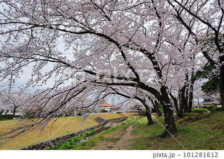 桜咲く風景 101281612
