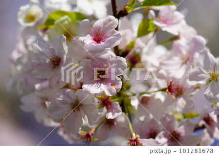 ソメイヨシノ 101281678