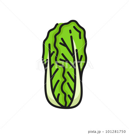 Green peking cabbage isolated Romaine lettuce color thin line icon. Vector petsai or pe-tsai, wombok greens. Wong bok pekinska kapusta, nappa 101281750