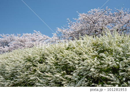 ユキヤナギと満開の桜 ユキヤナギと満開の桜 101281953