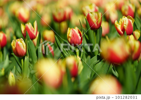 チューリップ ～横浜公園～ 101282031