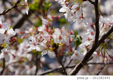 ソメイヨシノ 101282445