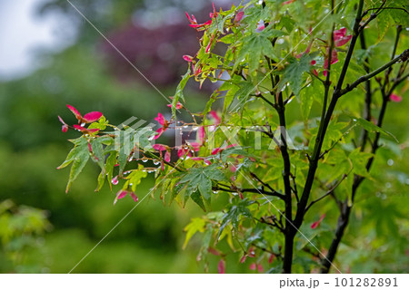 雨の日の新緑 101282891