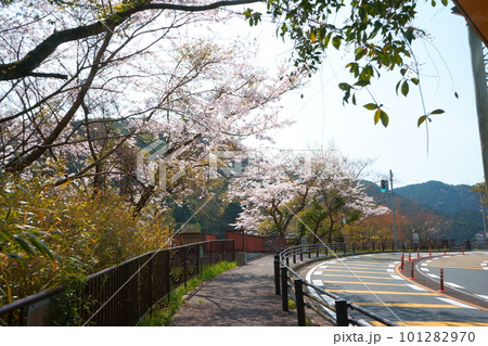 河内貯水池の桜並木道 河内貯水池の桜並木道 101282970