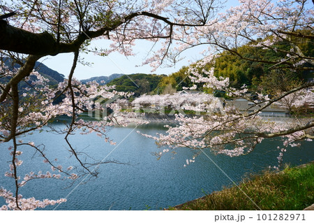 桜に埋まる河内貯水池 101282971
