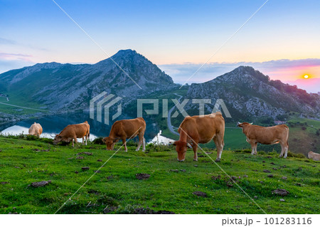 Highland pastures of Covadonga at sunset 101283116