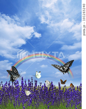 ラベンダー増しの畑に蝶が舞う、空に虹がかかる初夏の風景 ラベンダー増しの畑に蝶が舞う、空に虹がかかる初夏の風景 101283240