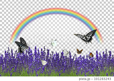 More lavender! A rainbow over the early summer scenery where butterflies fly More lavender! A rainbow over the early summer scenery where butterflies fly 101283243