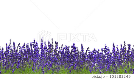 ラベンダー増量、初夏の切抜き素材の背景 101283249