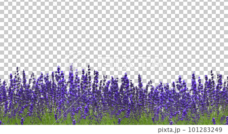 ラベンダー増量、初夏の切抜き素材の背景 101283249