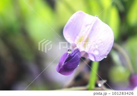 雫滴る藤の花 101283426