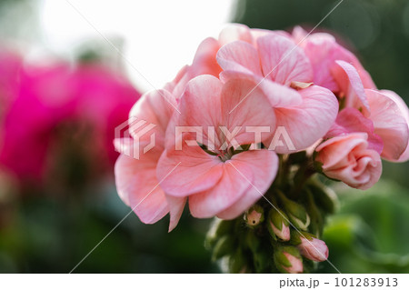 Pink pelargonium zonale flower on a natural green background. Pink pelargonium zonale flower on a natural green background. 101283913